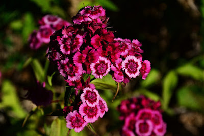Dianthus barbatus, Sweet William, Cohan Seeds