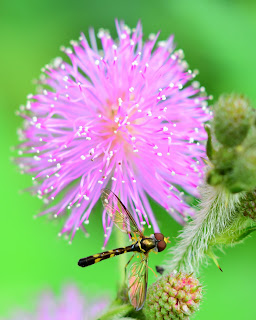 Sensitive Plant