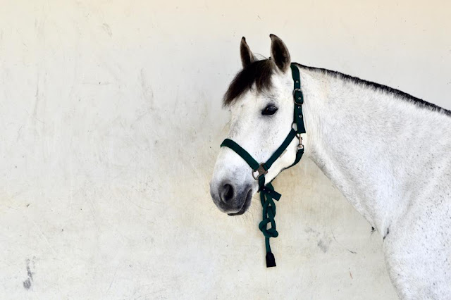 Un caballo blanco