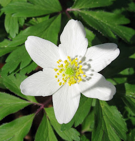 Wood anemone, Anemone nemorosa, in the woods on on Hayes Common
