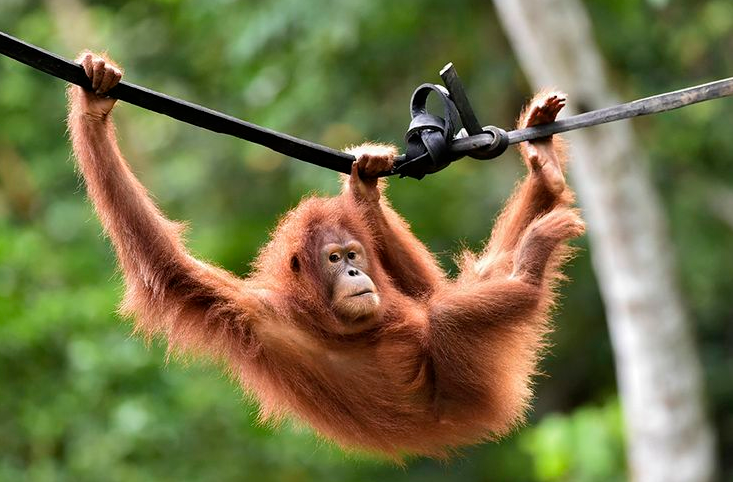 Dua Orangutan di Thailand bakal Pulang Kampung ke Indonesia