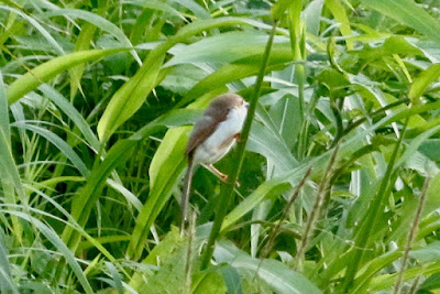 "Yellow-eyed Babbler, in the tall grass."