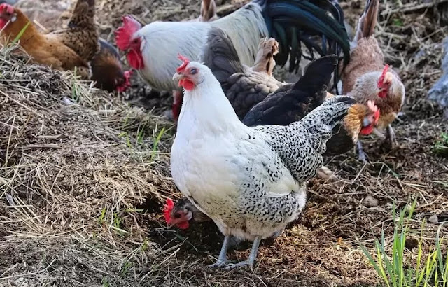 Inilah Cara Mengatasi Ayam Bangkok Betina yang Tidak Mau Bertelur