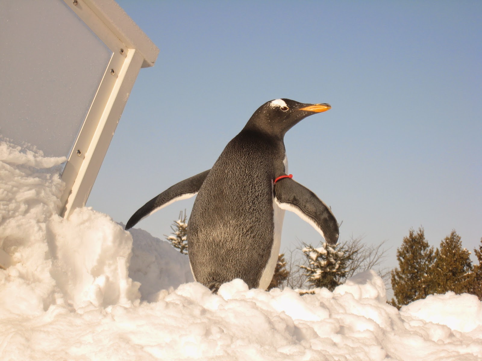 園からのお知らせ ぺんぎん館前に トボガン広場 を開設しました Penguin Toboggan Area Open