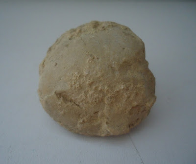 Fossil Tortoise/Turtle egg 