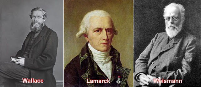 Wallace, Lamarck, Weismann