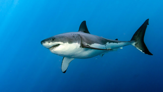 Great white sharks :Fun Facts About Great White Sharks facts for kids that you didn't know