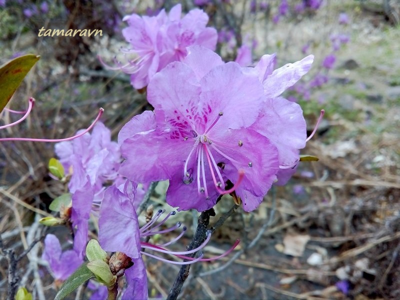 Рододендрон остроконечный (Rhododendron mucronulatum)