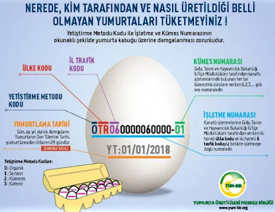eggs 