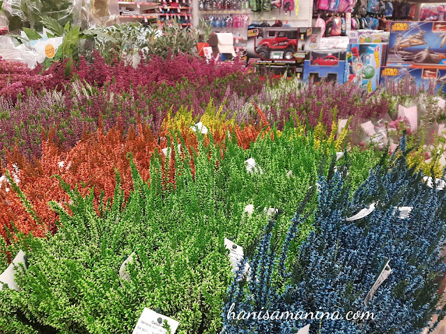 colorful plants