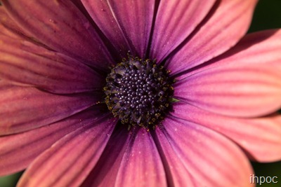 IMG_2668 copy