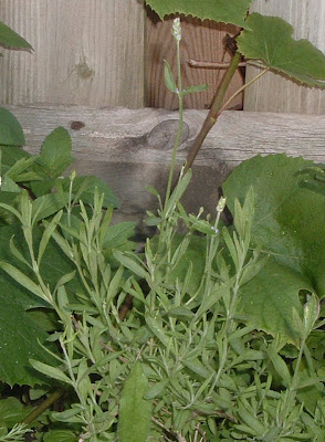 [Photo: Lavandula angustifolia flower buds.]