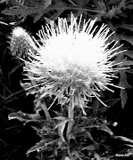 Thistle · Wordless Wednesday. Posted by Mama Zen at Wednesday, August 15, . (img )