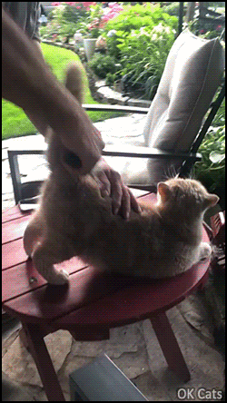 Funny Cat GIF • Fluffy cat loves to be brushed. 'Don’t FURRget to brush my tail' [ok-cats.com]