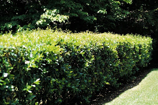 Ligustrum hedge—not the one I grew up with