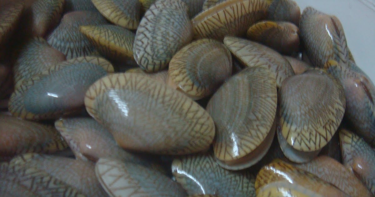 Resepi Ikan Tongkol Goreng Pedas - Surasmi G