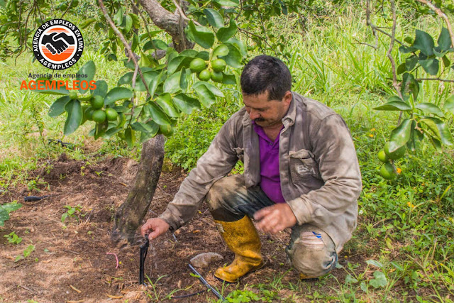 SUPERVISOR DE ACOPIO 