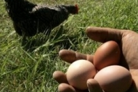 Free Range Chickens, Free Range Eggs And Omega 3