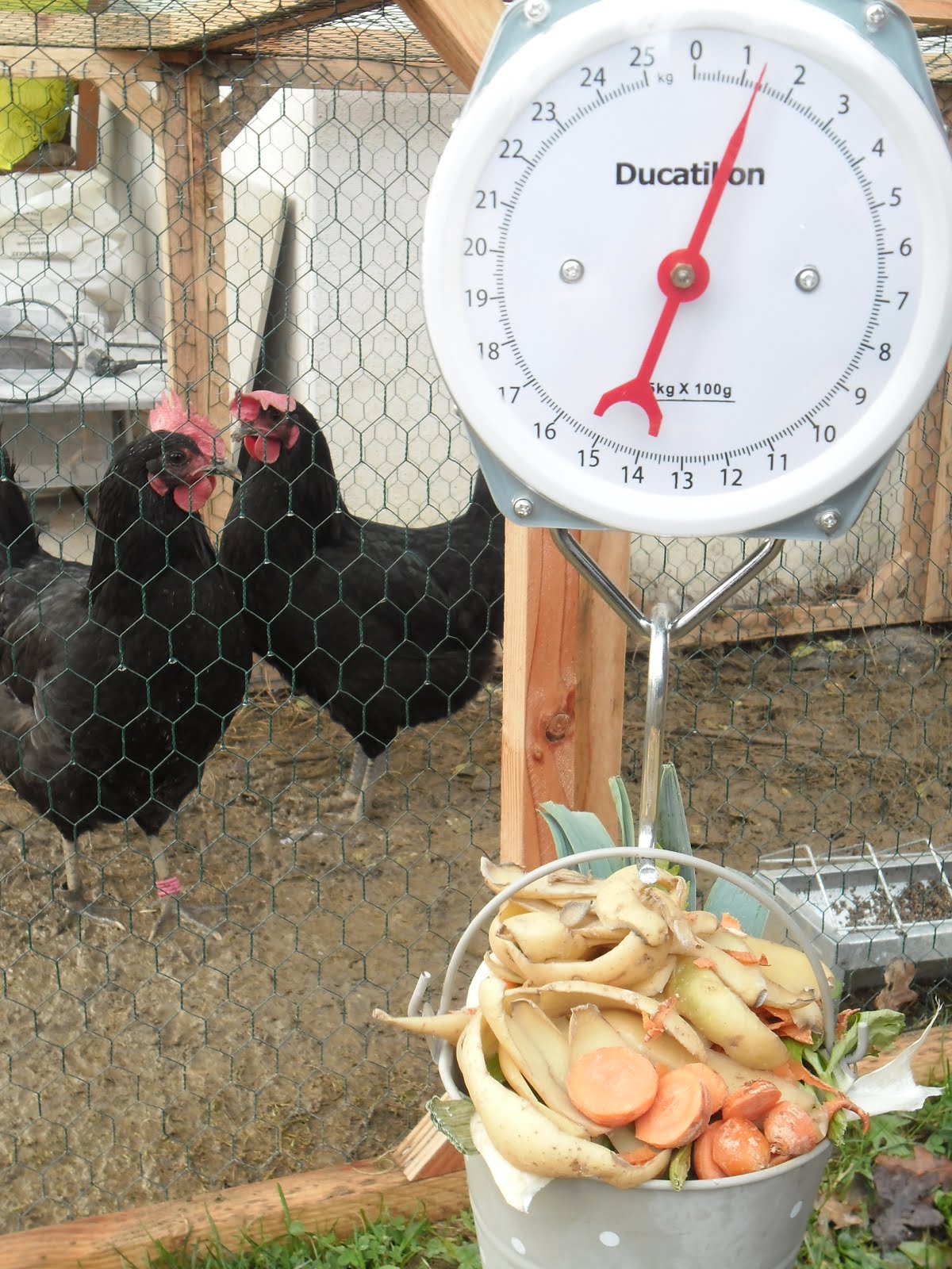 2 poules et 150 kg de poubelles en moins