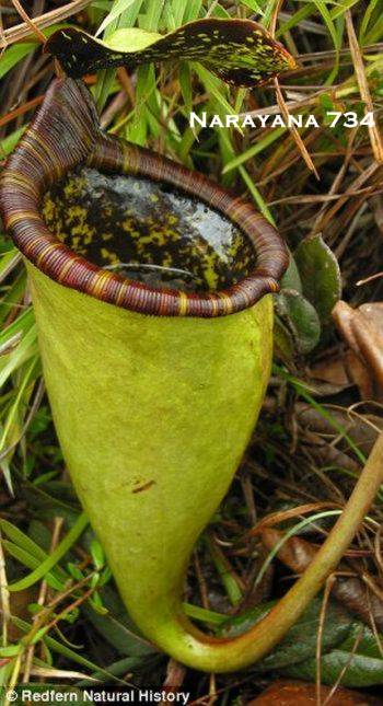 Tanaman Pemakan  Tikus  dari Filipina Foto newstyle