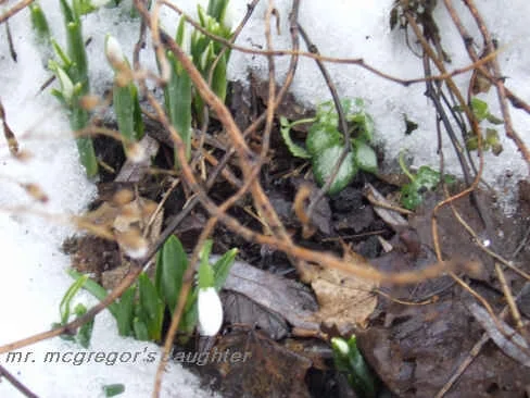 Searching For Signs of Spring