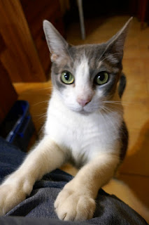 Crackle Pop, the cat, wants up on my lap