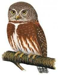 Tamaulipas pygmy Owl