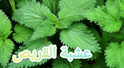 Nettle herb and its connection to the treatment of many diseases and health problems