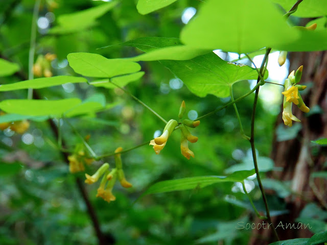 Dumasia truncata