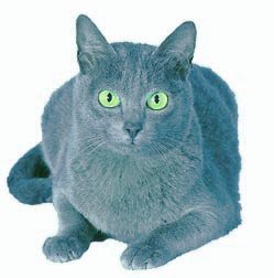 Korat Cat Breeds, Korat Breeds, Cat Breeds