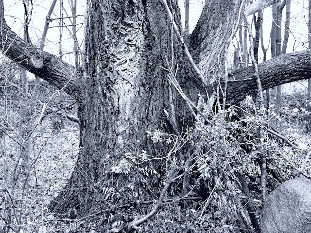 Alter Baum bei Leopoldshöhe