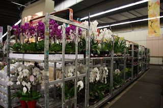 Plant Buying in Aalsmeer, Holland