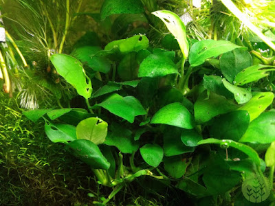 Anubias pada aquascape