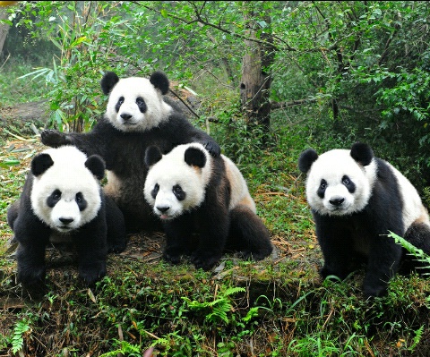  Gambar Panda Imut Lucu Kumpulan Gambar 