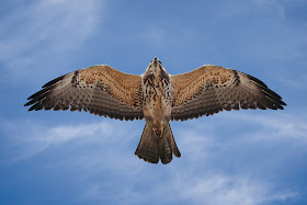 Immature Swainson's Hawk hanging out in Brooklyn.