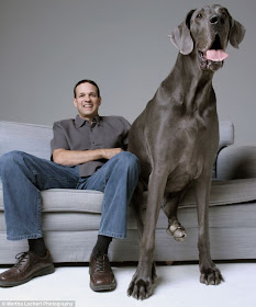 Tallest Dog in the World