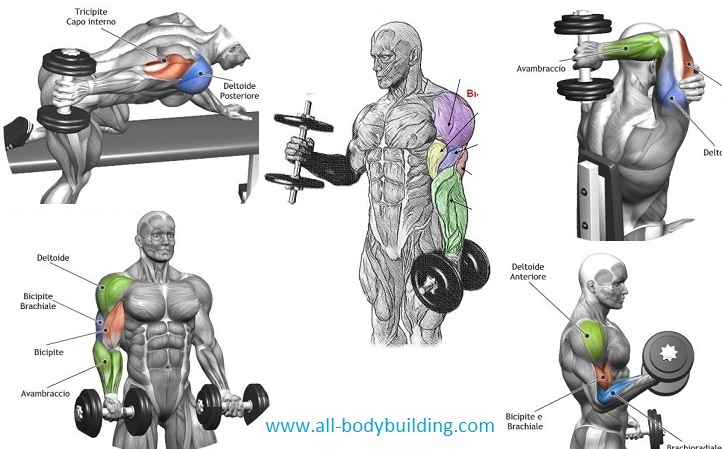 Top 4 Dumbbell Exercises For Arms - Bodydulding