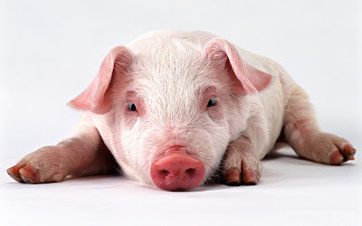 photo de couverture cochon