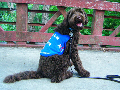 Alfie today, almost 9 months old, sitting on a bridge in his work gear looking much more grown up