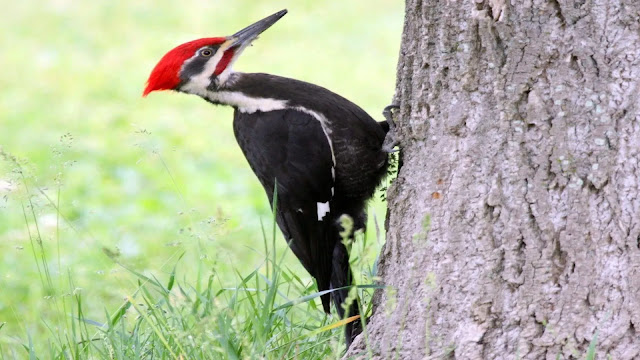 Woodpeckers