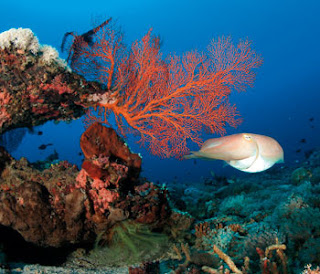 Pemuteran Diving Bali 