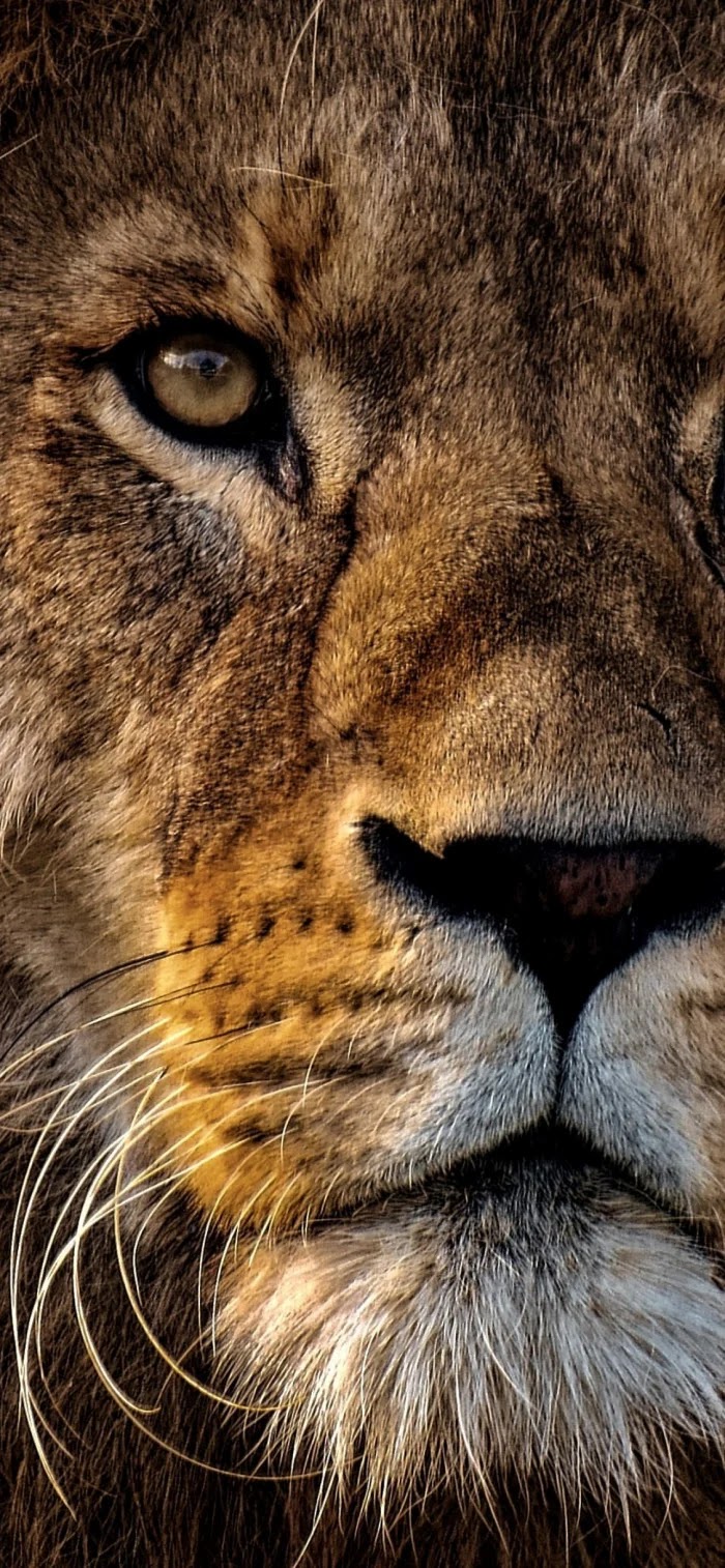 خلفيات الأسد الأفريقي 4K ، القط الكبير ، خطير ، الحيوانات ،