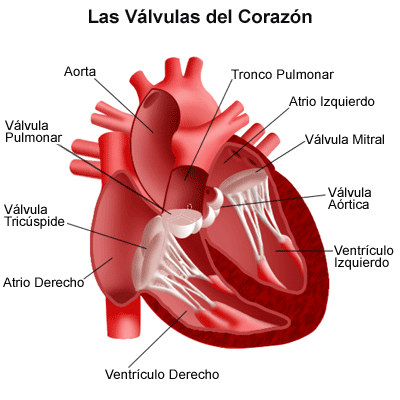 76_corazon-cuerpo-humano