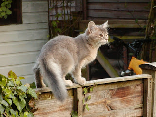 Somali Cat Pictures