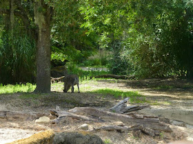 Kilimanjaro Safaris Animal Kingdom Orlando Floride