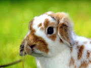 Cut animals (animals pictures cute rabbit)