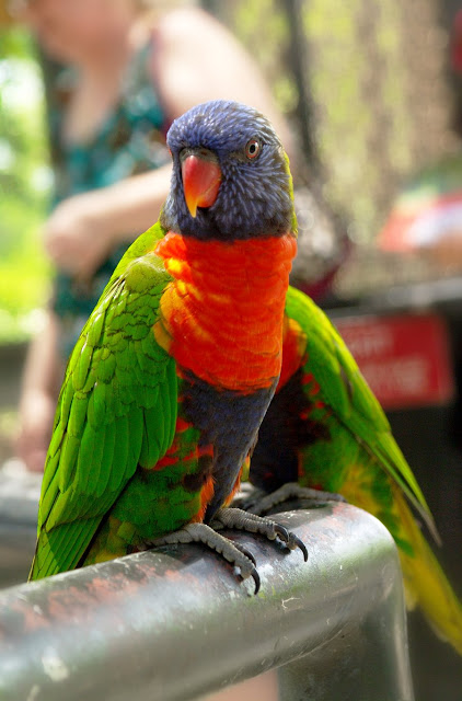 Photos Of Tropical Birds