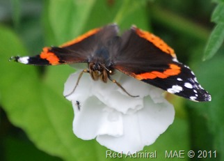 2011-07-23 Rickmansworth Aquadome 007