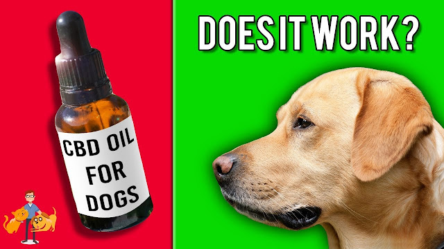 CBD Oil : A Miracle Medicine for All the Dogs Out There