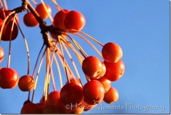 Fall Berries 2
